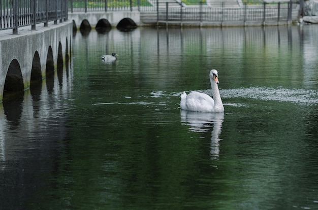 El cisne blanco flota tranquilamente en el agua.