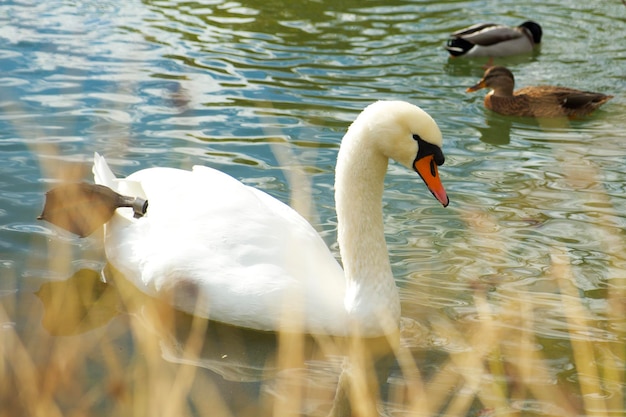 Un cisne blanco flotando en un estanque visible desde detrás de la hierba seca