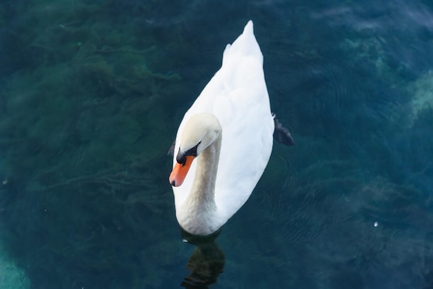 Cisne blanco flotando en el lago