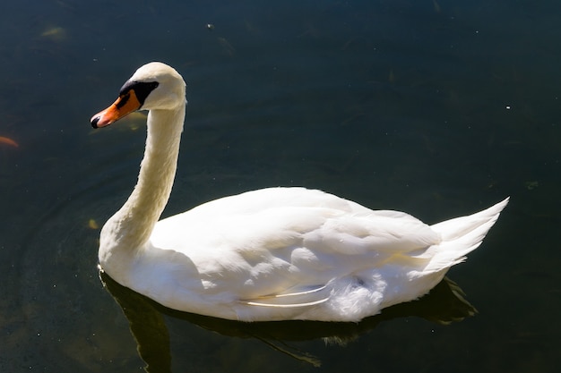 Cisne blanco flotando en el lago