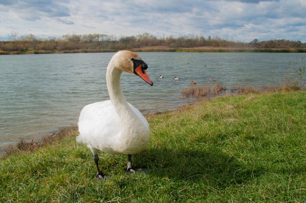 Cisne blanco en el fondo del lago
