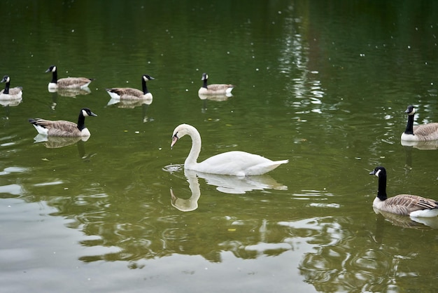 Cisne blanco entre gansos en el lago.