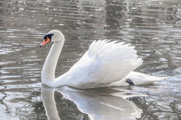 Cisne blanco hermoso en el lago. Aves acuáticas. Pájaro blanco.