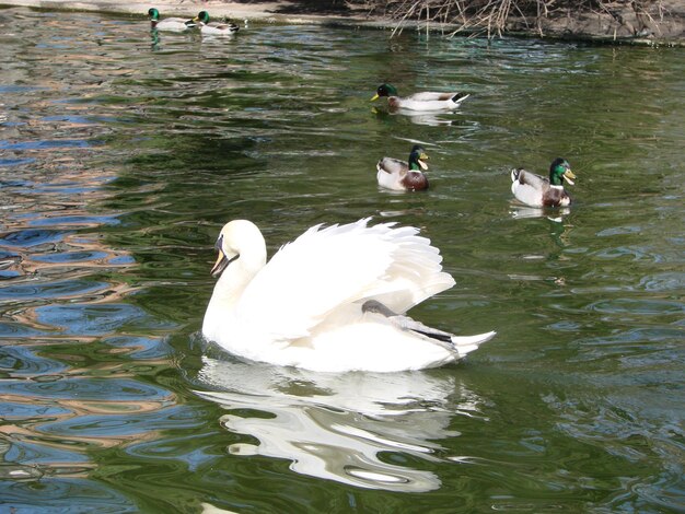 Foto cisne blanco en el lago brumoso al amanecer hermoso cisne cygnus romance de cisne blanco con un hermoso paisaje claro