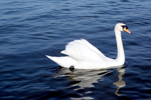 Cisne blanco en el lago de niebla en el amanecer. luces de la mañana. fondo romántico.