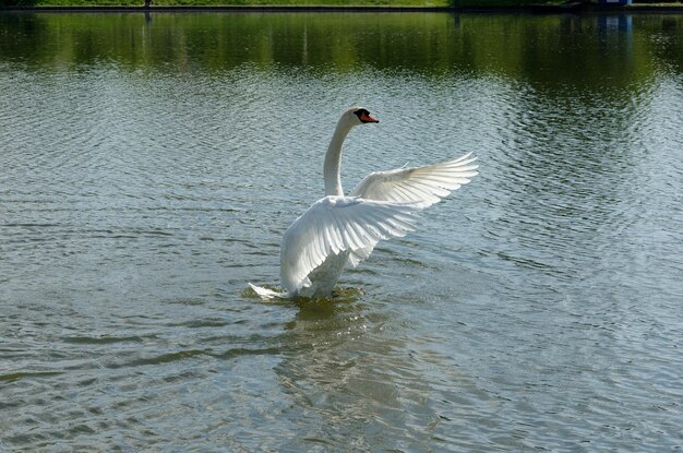 Cisne blanco en el lago en el parque