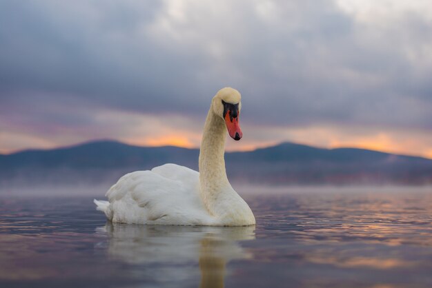 Cisne blanco en el lago Yamanaka con el monte. Fondo Fuji