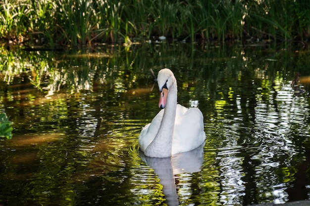 Cisne blanco en el lago