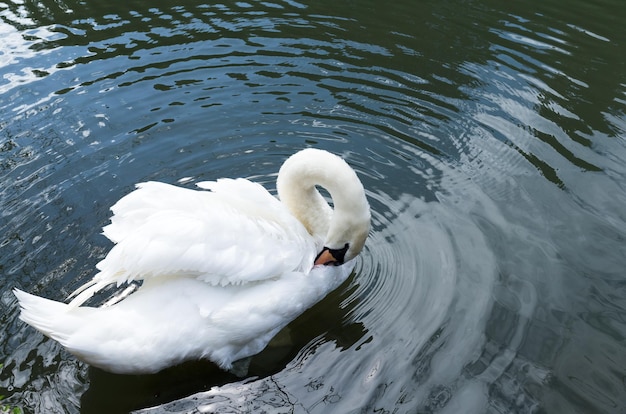 Cisne blanco en el lago