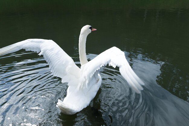 Cisne blanco en el lago