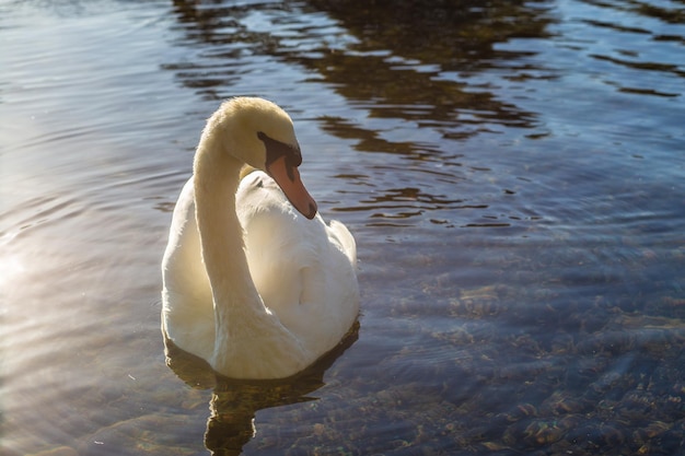 Cisne blanco en el lago