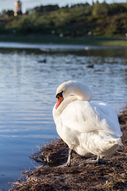 Cisne blanco en el lago