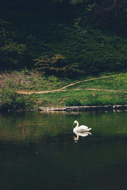 Cisne blanco en el lago