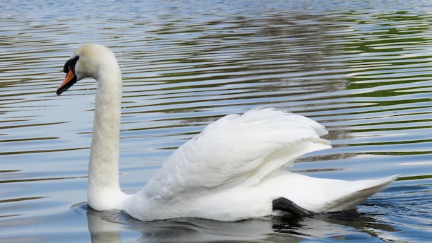 Cisne blanco en un lago