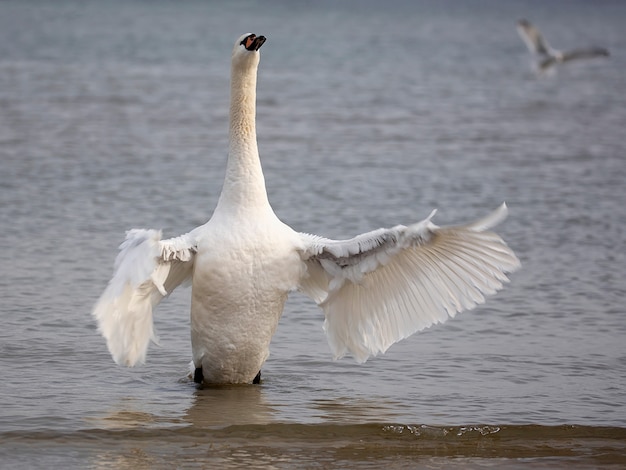 Cisne blanco en el mar