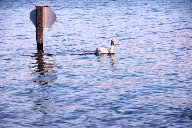 Un cisne blanco mudo nada en el lago austriaco Traunsee en enero