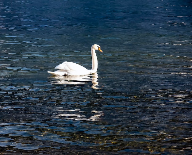 Un cisne blanco mudo nada en el lago austriaco Traunsee en enero