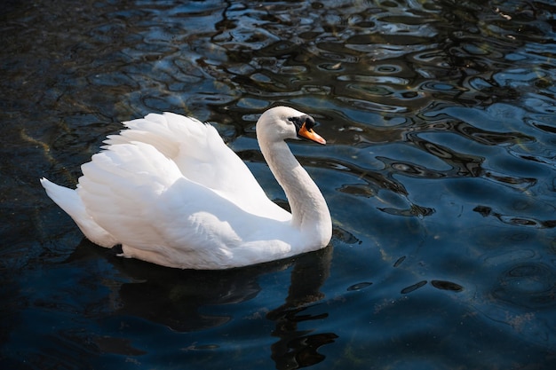 El cisne blanco nada en el agua en el lago