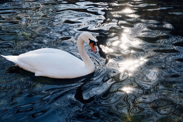 El cisne blanco nada en el agua en el lago