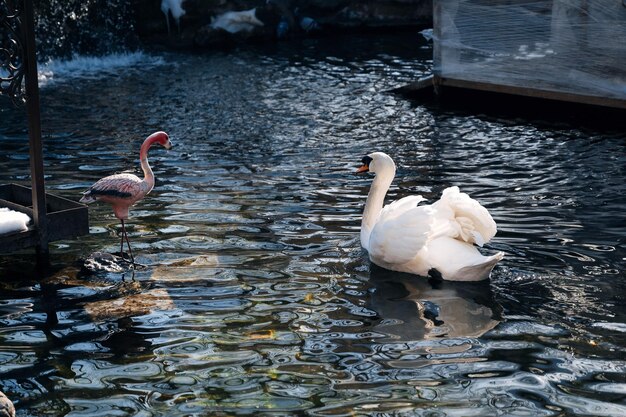 El cisne blanco nada en el agua en el lago