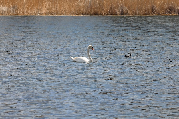 Un cisne blanco nada en el lago y junto a un pato negro una focha Superficie de agua con pequeñas olas y juncos secos
