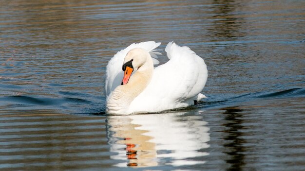 el cisne blanco nada en el lago en primavera