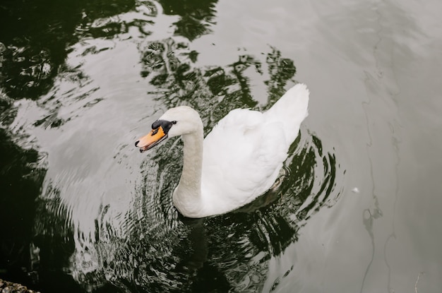 Un cisne blanco nada en el lago en verano. Vista superior