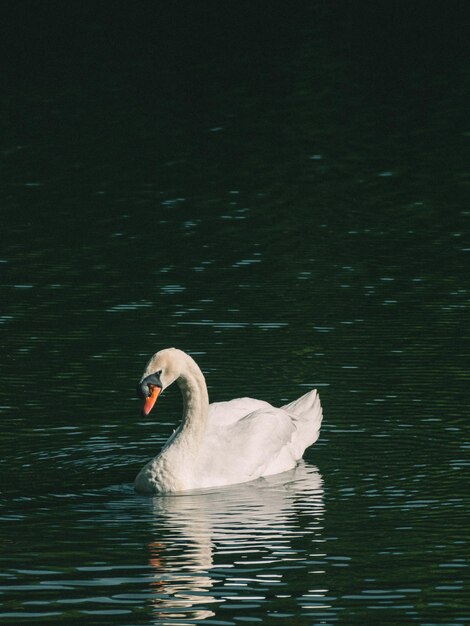 Un cisne blanco nadando en el agua