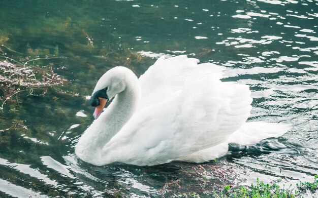 Un cisne blanco nadando en el agua