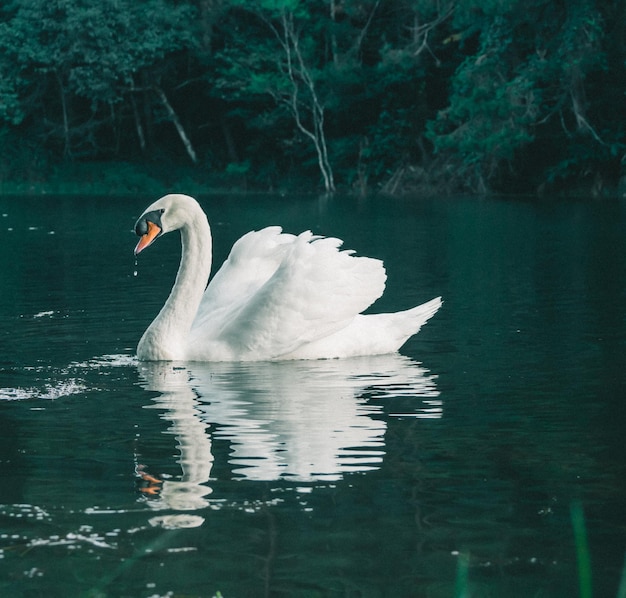 Un cisne blanco nadando en el agua