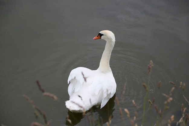 Cisne blanco nadando en el estanque