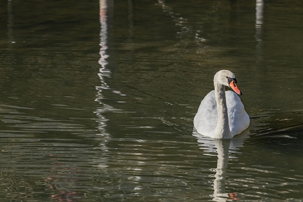 Un cisne blanco nadando en el estanque