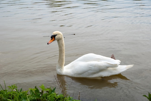 Cisne blanco nadando en el lago con plantas verdes