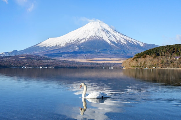 cisne blanco nadando en el lago con vista a la montaña