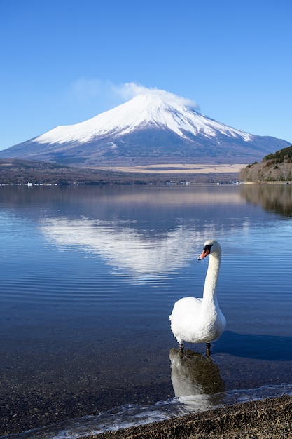 cisne blanco nadando en el lago con vista a la montaña