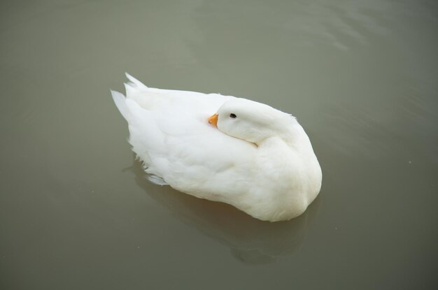 Foto cisne blanco nadando en el lago