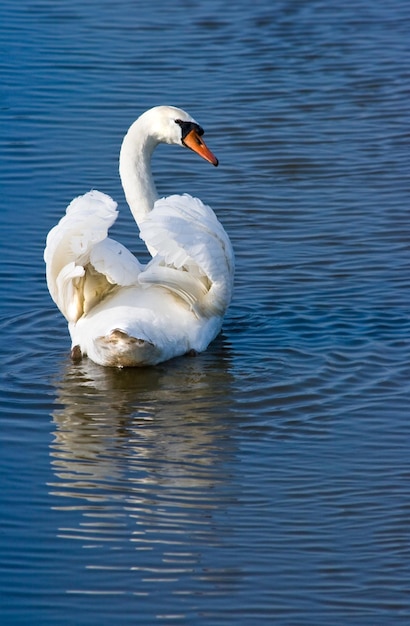 El cisne blanco nadando lejos