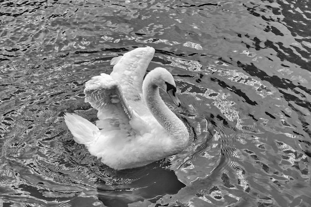 Cisne en blanco y negro con las alas extendidas