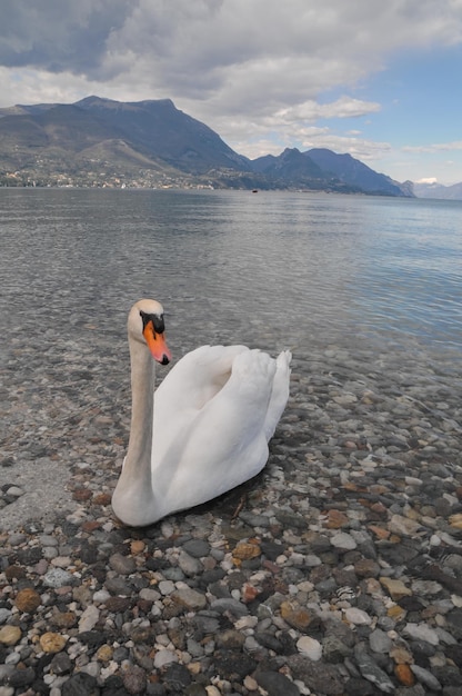 Cisne blanco noble en la superficie del agua