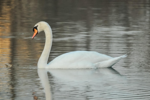 Cisne blanco noble