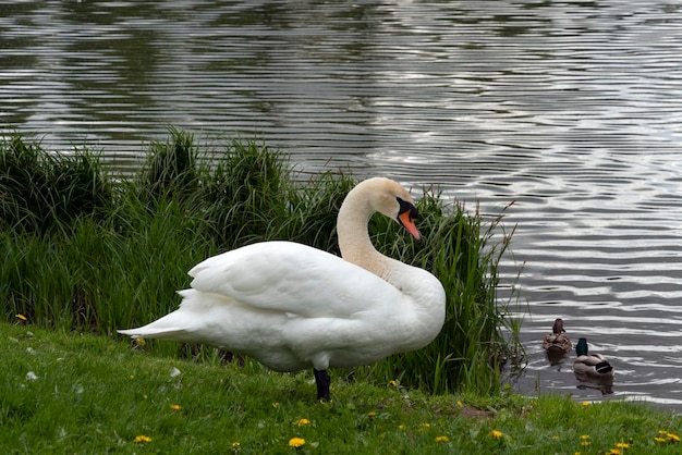 Cisne blanco en la orilla del lago blanco en el parque de Gatchina en un día de verano Gatchina región de Leningrado Rusia