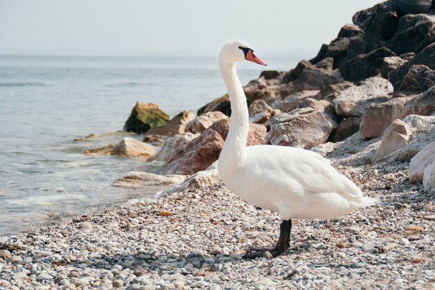 Cisne blanco en la orilla del río rocoso