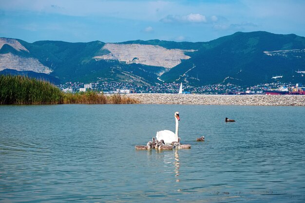 Cisne blanco y pequeñuelos en la laguna en verano