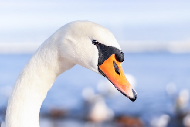 Un cisne blanco con un pico negro