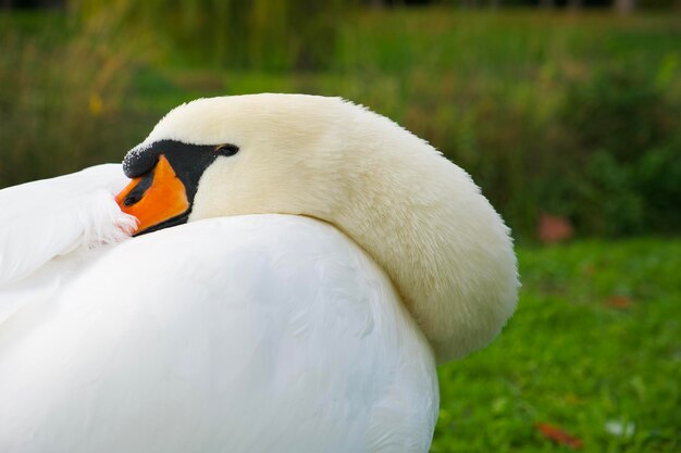 El cisne blanco puso su cabeza en el ala y descansa en el parque.