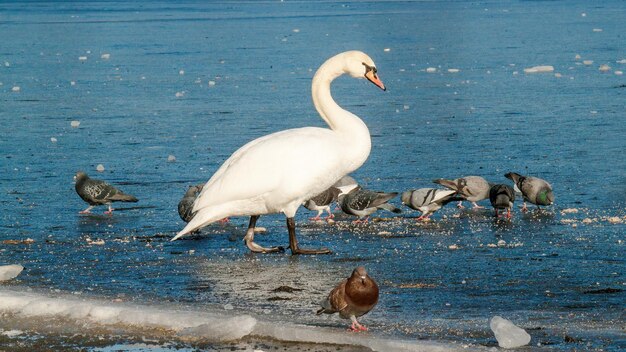 cisne blanco en el río en invierno