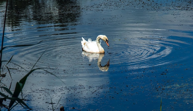 Cisne blanco en el río Reflexiones en la superficie del agua