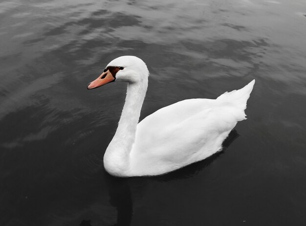 cisne blanco en el río