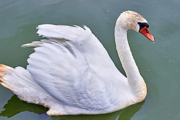 El cisne blanco seca sus alas con el telón de fondo del agua turquesa