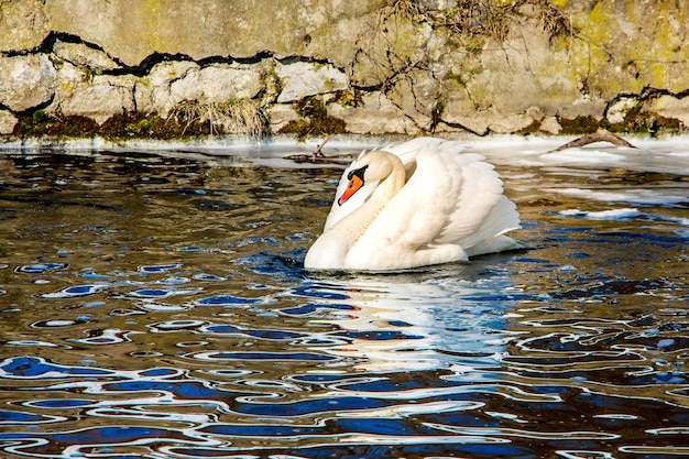 Cisne blanco sobre agua oscura, hielo lejano, principios de primavera